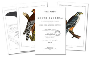 Birds of North America