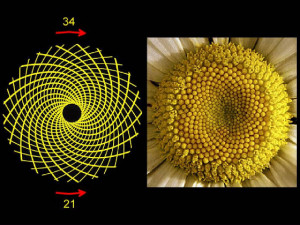 Fibonacci spiral seeds