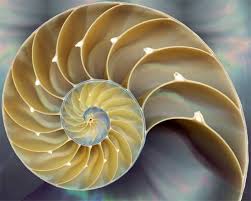 Fibonacci spiral shell - Copy