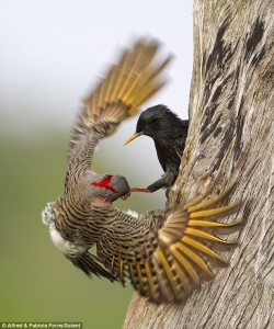 Starling attack