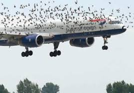 starlings and airplane